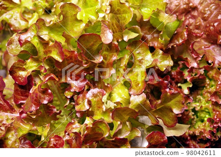 使用標準變焦拍攝即使在冬天也能生長的蔬菜,並特寫葉子的形狀 使用標準變焦拍攝即使在冬天也能生長的蔬菜,並特寫葉子的形狀 98042611