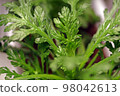 即使在冬天也能生長的蔬菜的宏觀攝影，強調沙拉花環菊的參差不齊的葉子 98042613