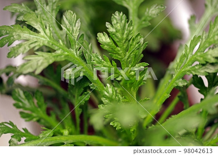 Macro photography of vegetables that grow even in winter, emphasizing the jagged leaves of salad garland chrysanthemum Macro photography of vegetables that grow even in winter, emphasizing the jagged leaves of salad garland chrysanthemum 98042613