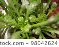 冬天也能生長的蔬菜的微距拍攝，沙拉花環菊花的高位 98042624