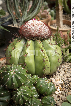 melocactus growthing in succulent garden melocactus growthing in succulent garden 98042640