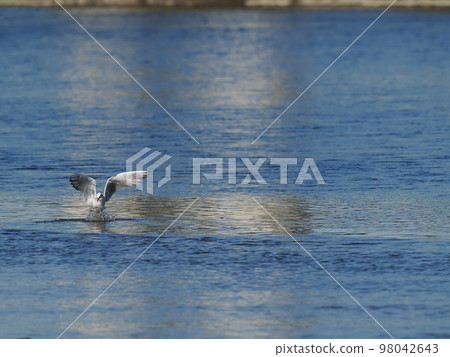 A black-headed gull takes off with a sweetfish in its mouth A black-headed gull takes off with a sweetfish in its mouth 98042643