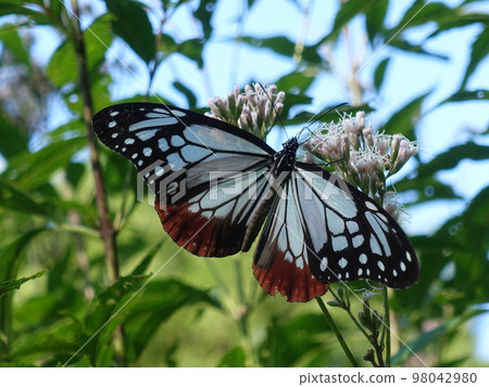 板栗虎蝴蝶蝴蝶 98042980