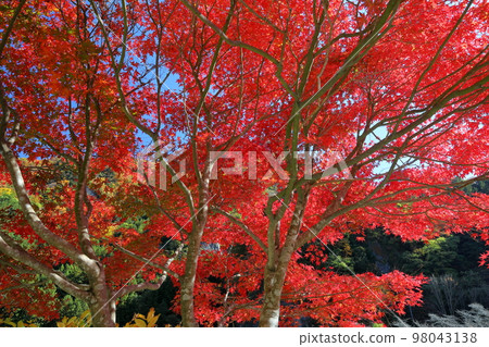 Otaki, Chichibu City, Saitama Prefecture Bright red maple trees along Karisaka Michi on the Sakai Kaidō Road, which runs parallel to the Okuchichibu Arakawa River Otaki, Chichibu City, Saitama Prefecture Bright red maple trees along Karisaka Michi on the Sakai Kaidō Road, which runs parallel to the Okuchichibu Arakawa River 98043138