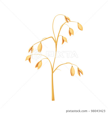 oatmeal plant cartoon vector illustration 98043423