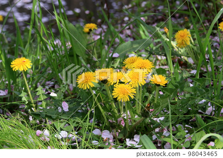Dandelion flower Dandelion flower 98043465