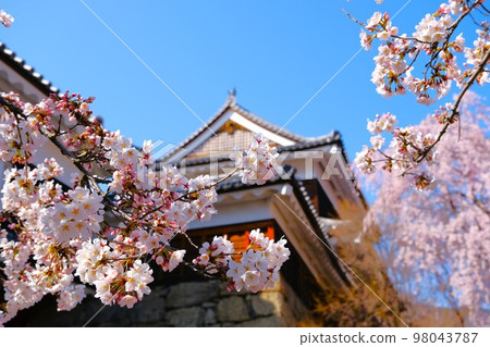上田城跡公園櫻花盛開 上田城跡公園櫻花盛開 98043787