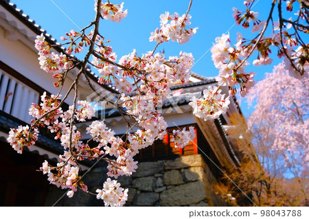 上田城跡公園櫻花盛開 上田城跡公園櫻花盛開 98043788
