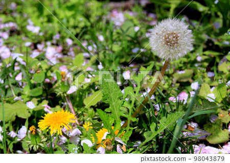 Dandelion flower Dandelion flower 98043879