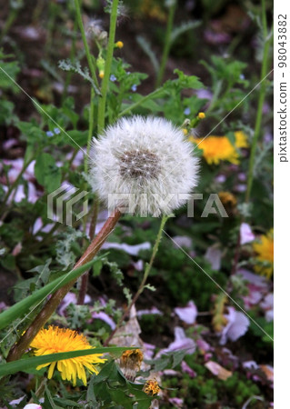 Dandelion flower Dandelion flower 98043882