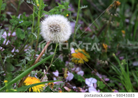 蒲公英花 98043883