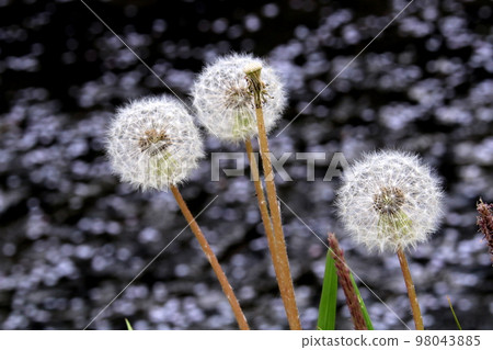 蒲公英花 98043885