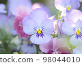 Viola in Paltel color 98044010