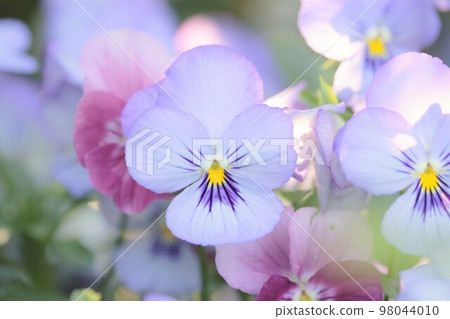 Viola in Paltel color Viola in Paltel color 98044010