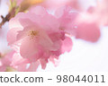 Yaezakura in soft colors 98044011