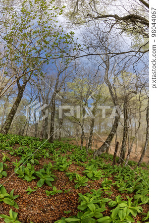 Kobaikeisou的Tanzawa Nabewari山脊和山毛櫸林的新綠 98044067