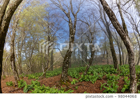 Kobaikeisou的Tanzawa Nabewari山脊和山毛櫸林的新綠 Kobaikeisou的Tanzawa Nabewari山脊和山毛櫸林的新綠 98044068