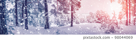 Snowfall in the morning in sunny natural forest. 98044069