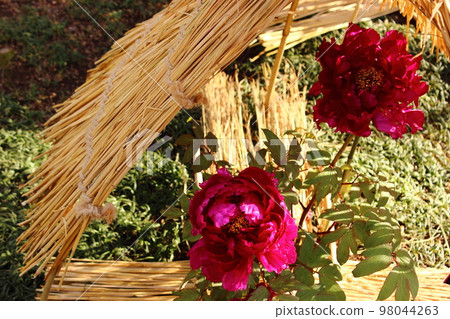 A winter peony named "Shima Daijin" that bloomed in Ueno Toshogu Botanen in January (1) 98044263