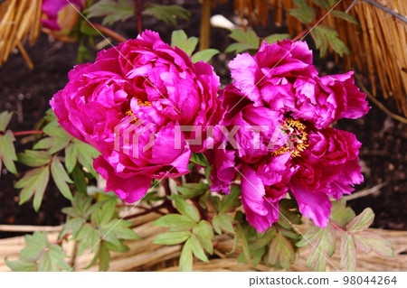 A winter peony called "Shima Daijin" that bloomed in Ueno Toshogu Botanen in January (2) 98044264