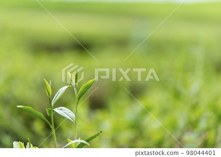Green tea tree leaves field plant in camellia sinensis organic farm. Close up Tree tea plantations mountain green nature background in morning. Fresh young tender bud herbal Green tea tree in farm 98044401