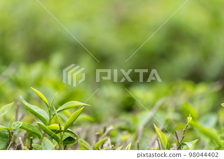 Green tea tree leaves field plant in camellia sinensis organic farm. Close up Tree tea plantations mountain green nature background in morning. Fresh young tender bud herbal Green tea tree in farm 98044402