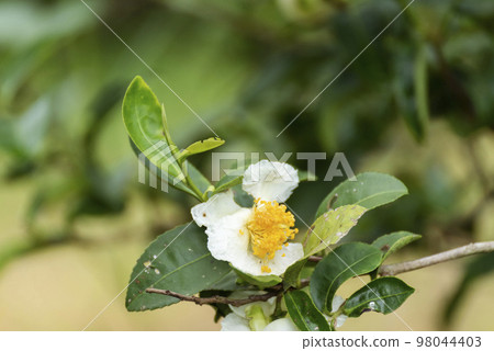 Green tea tree Flower fresh leaves in eco herbal farm. Tree tea plantations in morning sun light. Freshness herbal natural garden farmland. Drinking organic relax. Green tea tree in farm 98044403