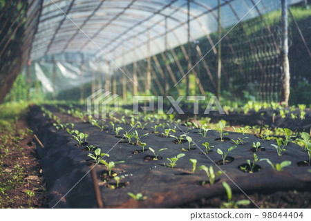 Salad farm vegetable green oak lettuce. Close up fresh organic hydroponic vegetable plantation produce green salad hydroponic cultivate farm. Green oak lettuce salad in green Organic plantation Farm 98044404