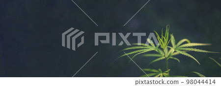 Banner Green Marijuana tree cannabis plant narcotic herbal in greenhouse. Panoramic Hemp leaf made cannabis crude oil medicine farm on sun light. CBC, THC herb agriculture Weed leaf Drug concept Banner Green Marijuana tree cannabis plant narcotic herbal in greenhouse. Panoramic Hemp leaf made cannabis crude oil medicine farm on sun light. CBC, THC herb agriculture Weed leaf Drug concept 98044414