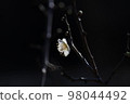 Weeping plum 98044492