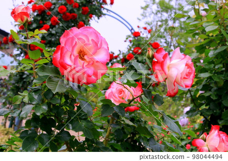 Roses - Stock Photo [98044494] - PIXTA