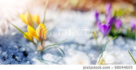 Closeup view of the spring colourful flowers in the park. 98044605
