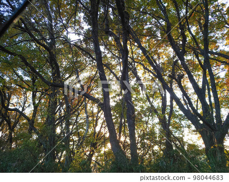 Coppice forest in autumn 98044683