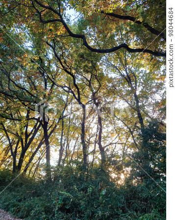 Coppice forest in autumn Coppice forest in autumn 98044684