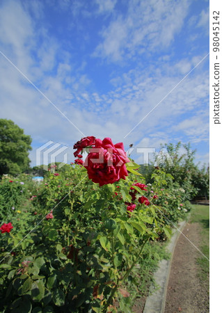 Arao City Ominous Citizen Flower Bed Rose Flower, 98045142