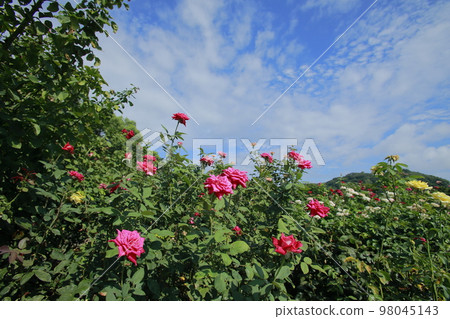 Arao City Ominous Citizen Flower Bed Rose Flower, Arao City Ominous Citizen Flower Bed Rose Flower, 98045143