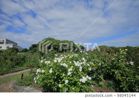 Arao City Ominous Citizen Flower Bed Rose Flower, 98045144