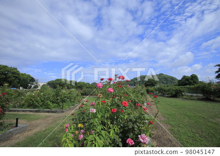 Arao City Ominous Citizen Flower Bed Rose Flower, 98045147