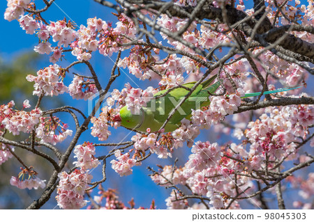 Wild rose-ringed parakeets and Kawazu cherry blossoms seen in Tokyo Ueno Park in February 98045303