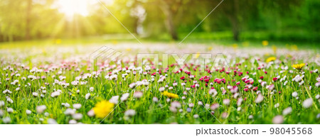 Meadow with lots of white and pink spring daisy flowers 98045568