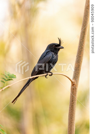Crested Drongo, Dicrurus Forficatus, Kirindy forest, Madagascar wildlife Crested Drongo, Dicrurus Forficatus, Kirindy forest, Madagascar wildlife 98045909