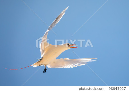 The red-tailed tropicbird, Phaethon rubricauda, Nosy Ve. Madagascar wildlife 98045927