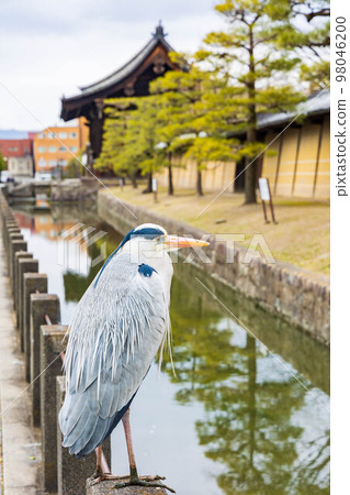 古京都、世界遺產、東寺、護城河中的灰鷺 古京都、世界遺產、東寺、護城河中的灰鷺 98046200