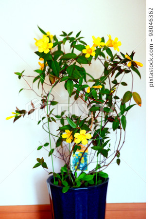 黃色茉莉花 黃色茉莉花 98046362