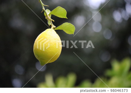 樹枝特寫風景與黃色檸檬果子 樹枝特寫風景與黃色檸檬果子 98046373