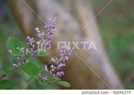 一朵叫 Mitsuba Hamagou 的花的風景，有綠葉和紫色花瓣的小花 98046374