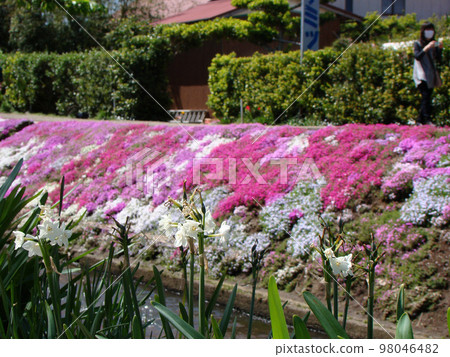 Narcissus 98046482