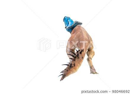 Protoceratops , dinosaur on isolated background Protoceratops , dinosaur on isolated background 98046692