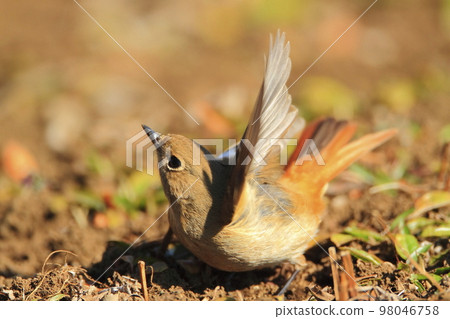 redstart flight redstart flight 98046758
