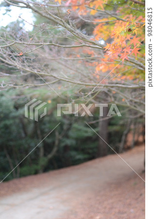 香川小豆島寒霞景 紅葉 香川小豆島寒霞景 紅葉 98046815
